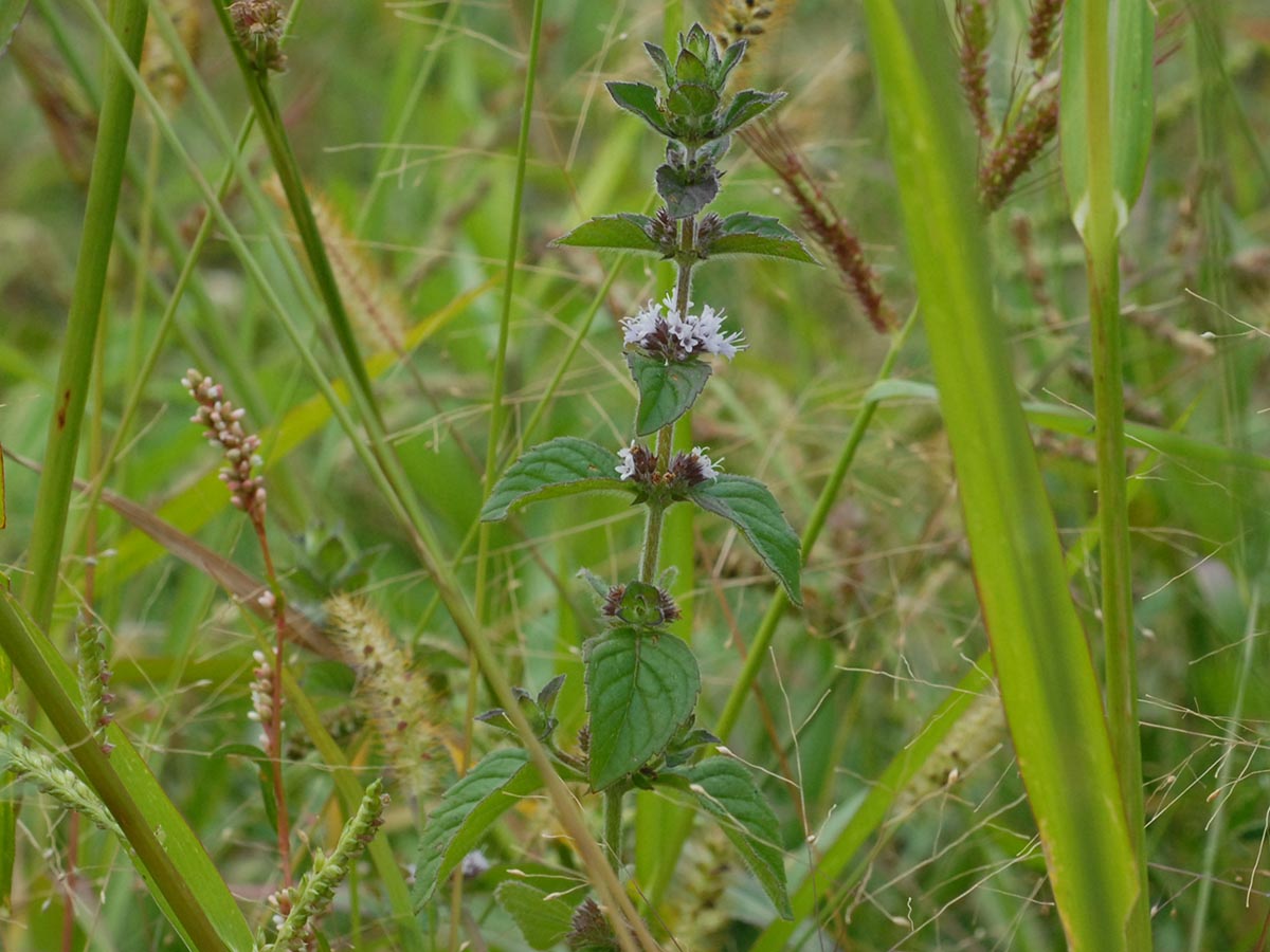 Habitus